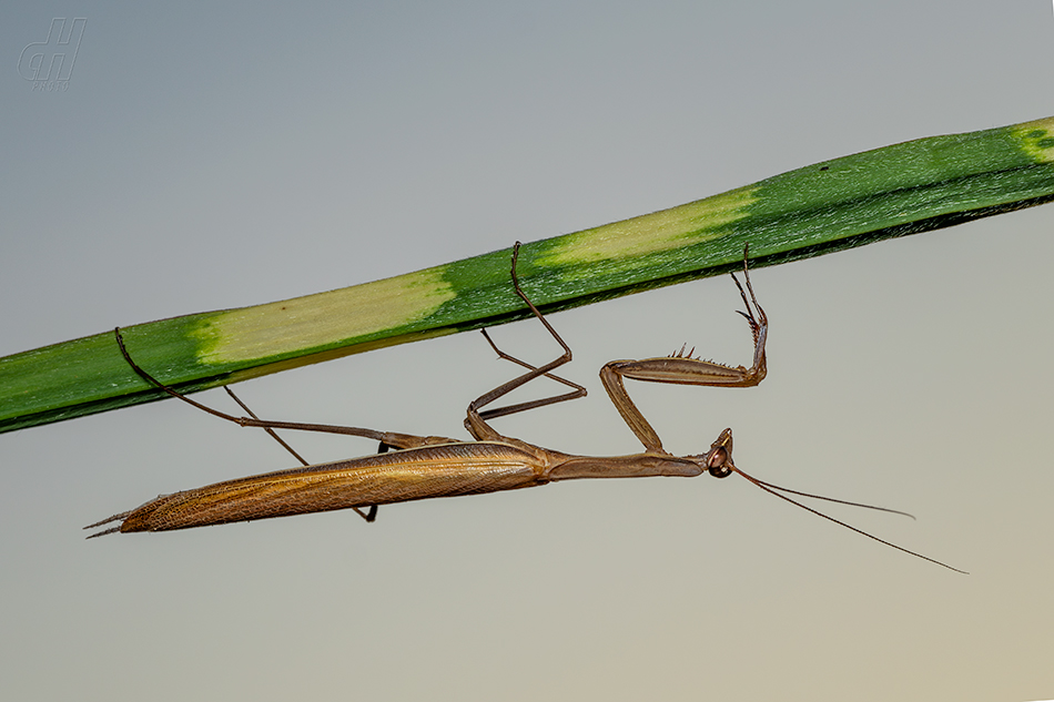 kudlanka nábožná - Mantis religiosa
