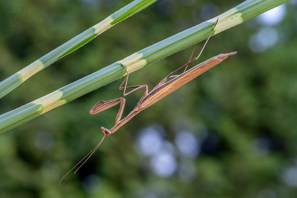 kudlanka nábožná - Mantis religiosa