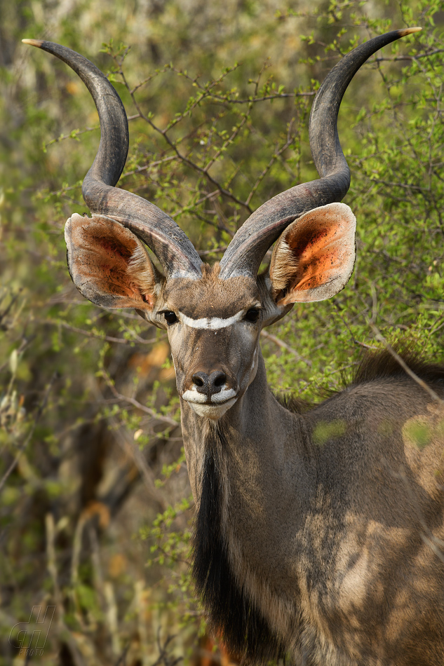 kudu velký - Tragelaphus strepsiceros