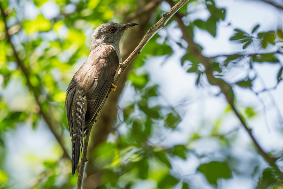 kukačka naříkavá - Cacomantis merulinus
