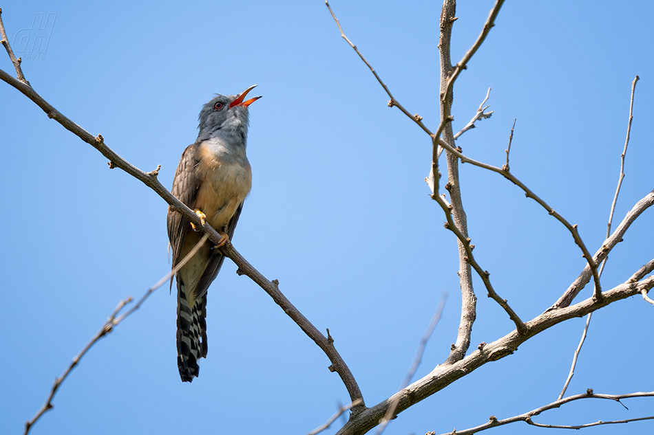 kukačka naříkavá - Cacomantis merulinus