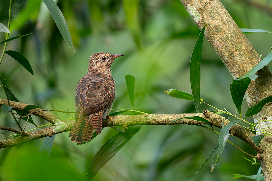 kukačka naříkavá - Cacomantis merulinus