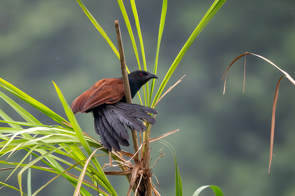 kukačka vraní - Centropus sinensis