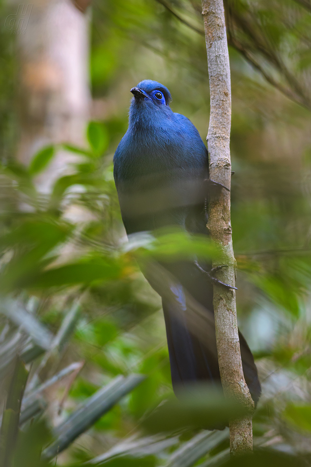 kukalka modrá - Coua caerulea