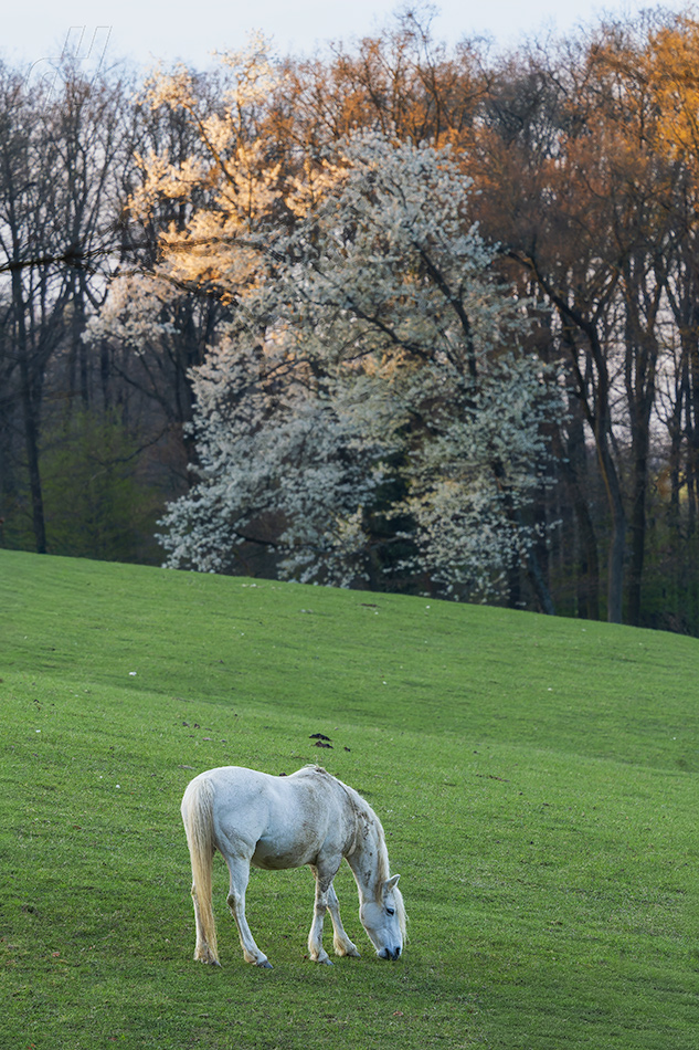 kůň domácí - Equus ferus