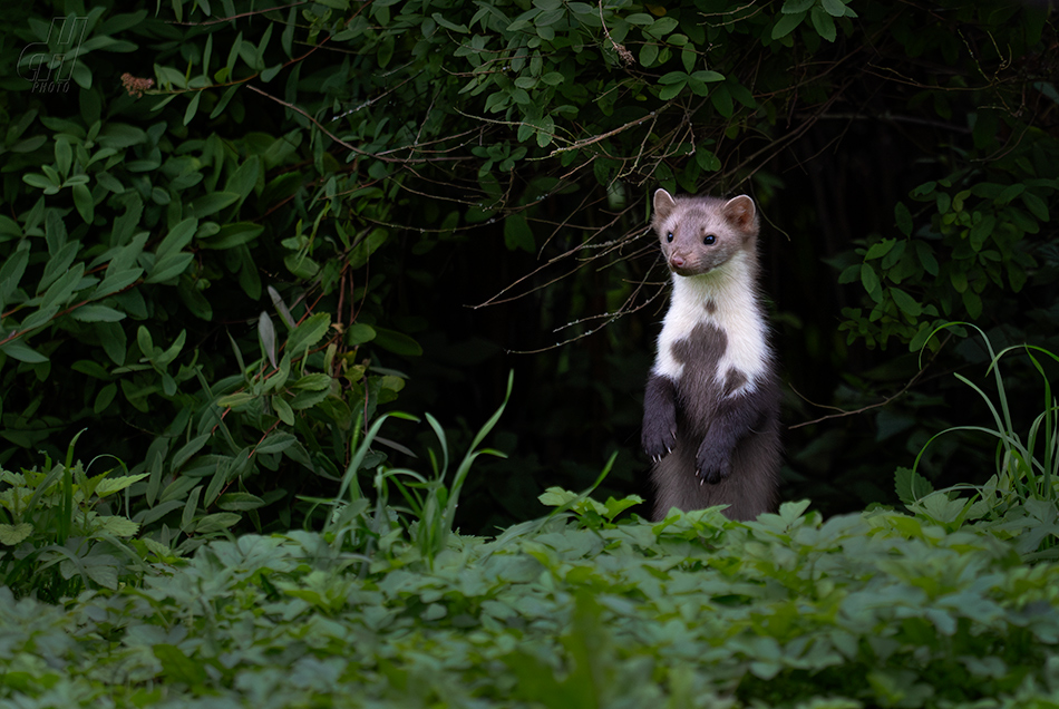 kuna skalní - Martes foina