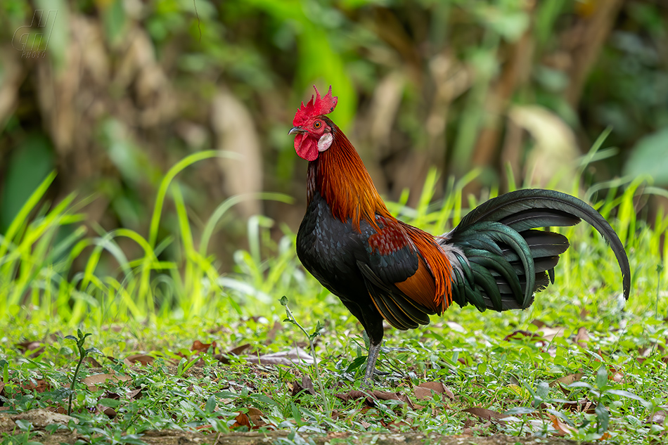 kur bankivský - Gallus gallus