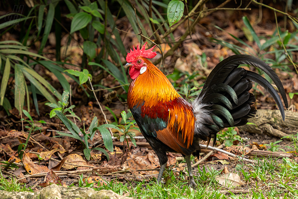 kur bankivský - Gallus gallus