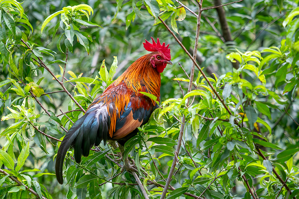 kur domácí - Gallus gallus f. domestica