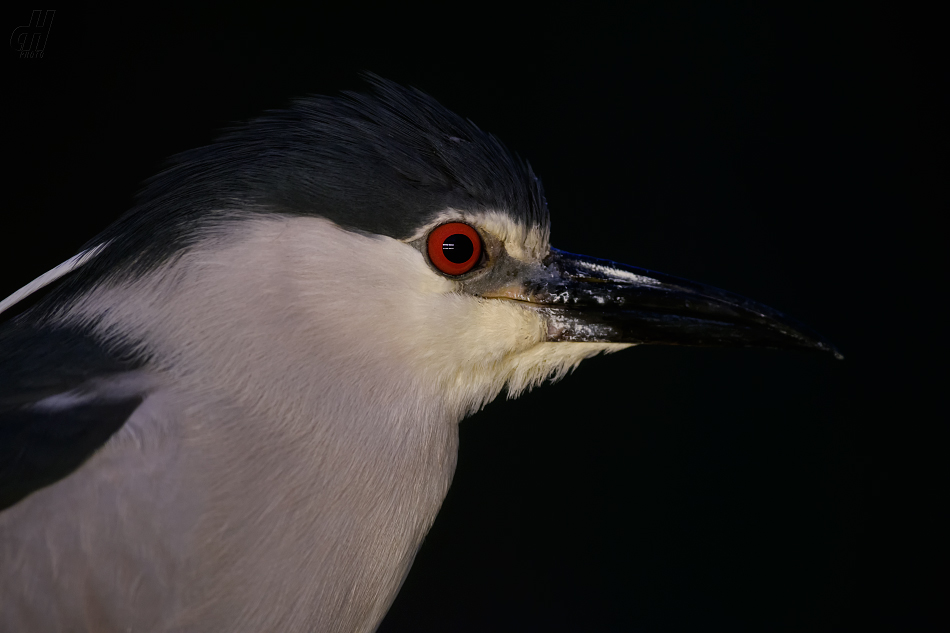 kvakoš noční - Nycticorax nycticorax