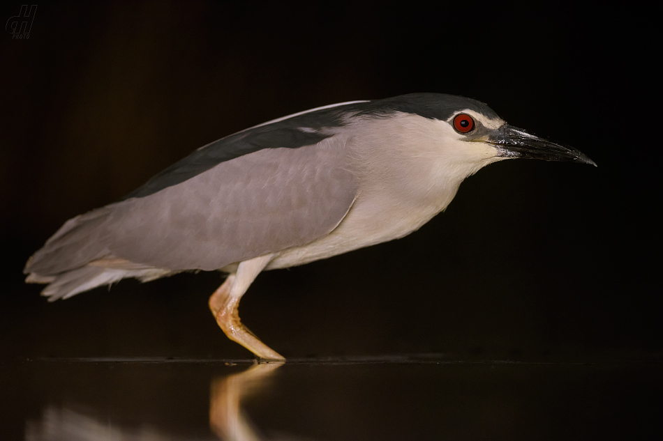 kvakoš noční - Nycticorax nycticorax