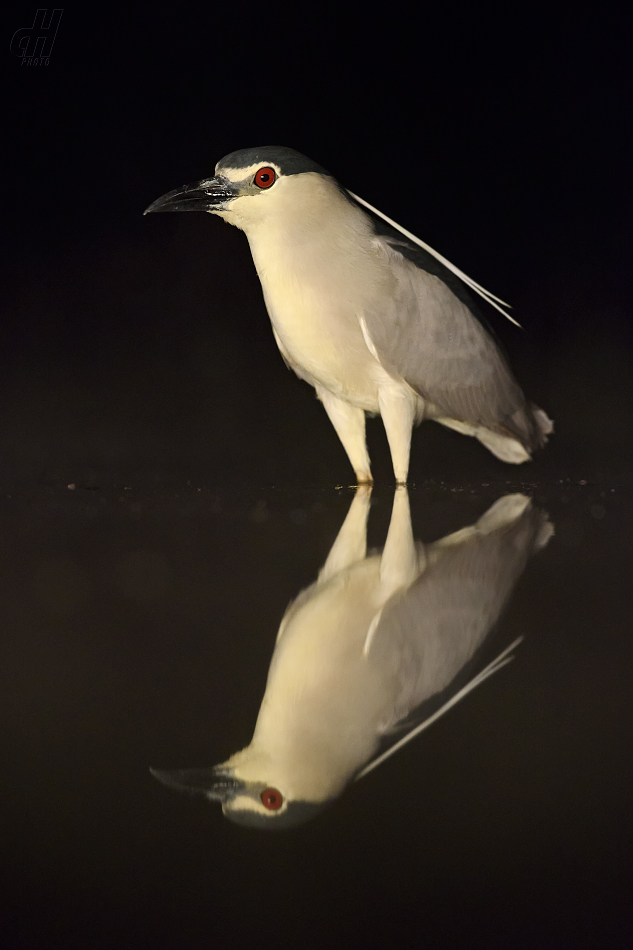 kvakoš noční - Nycticorax nycticorax