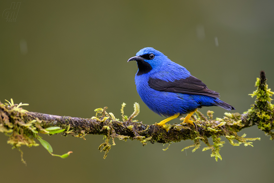 květomil azurový - Cyanerpes lucidus