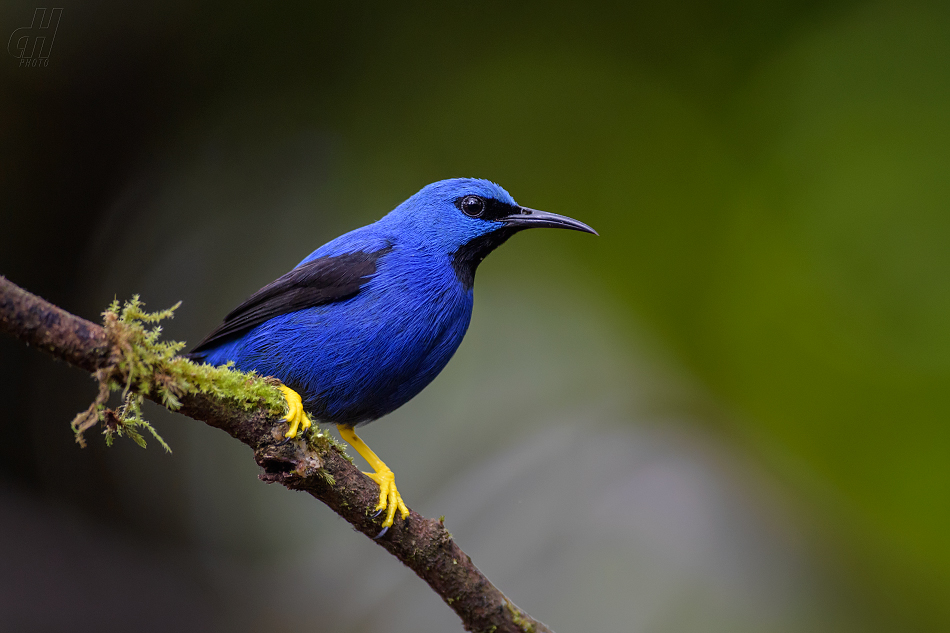 květomil azurový - Cyanerpes lucidus