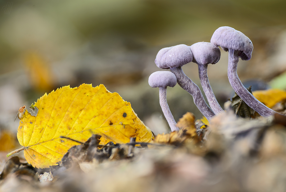 lakovka ametystová - Laccaria amethystina