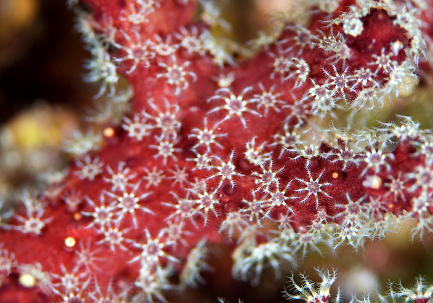 laločnice dlanitá - Alcyonium palmatum