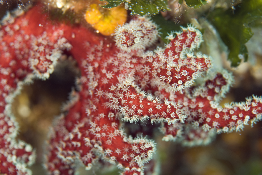 laločnice dlanitá - Alcyonium palmatum