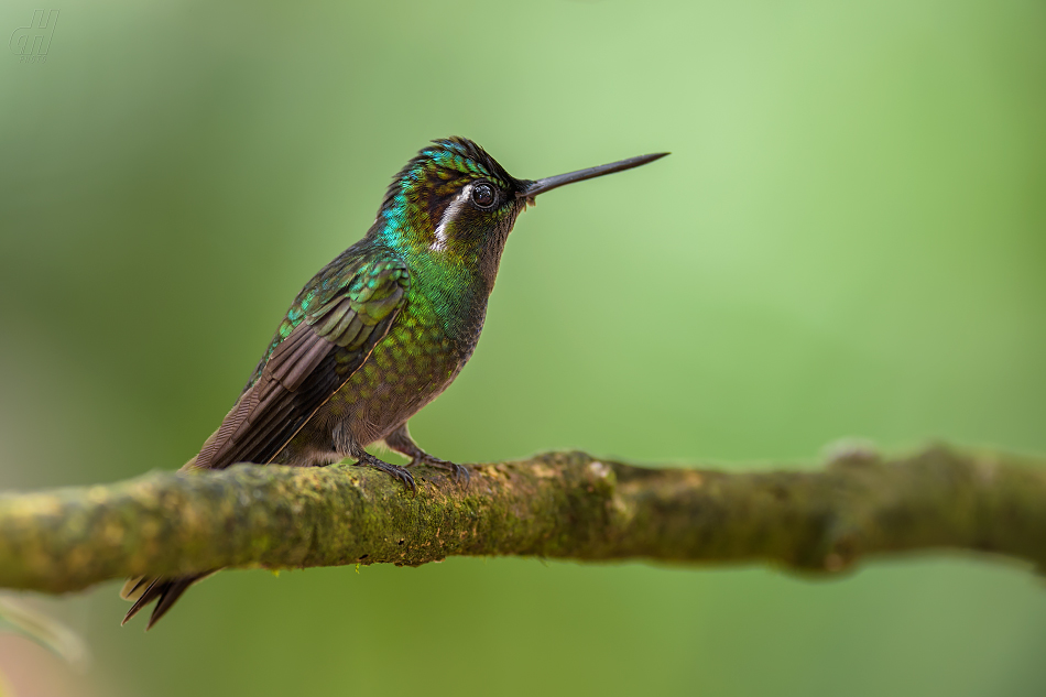 Lampornis calolaemus