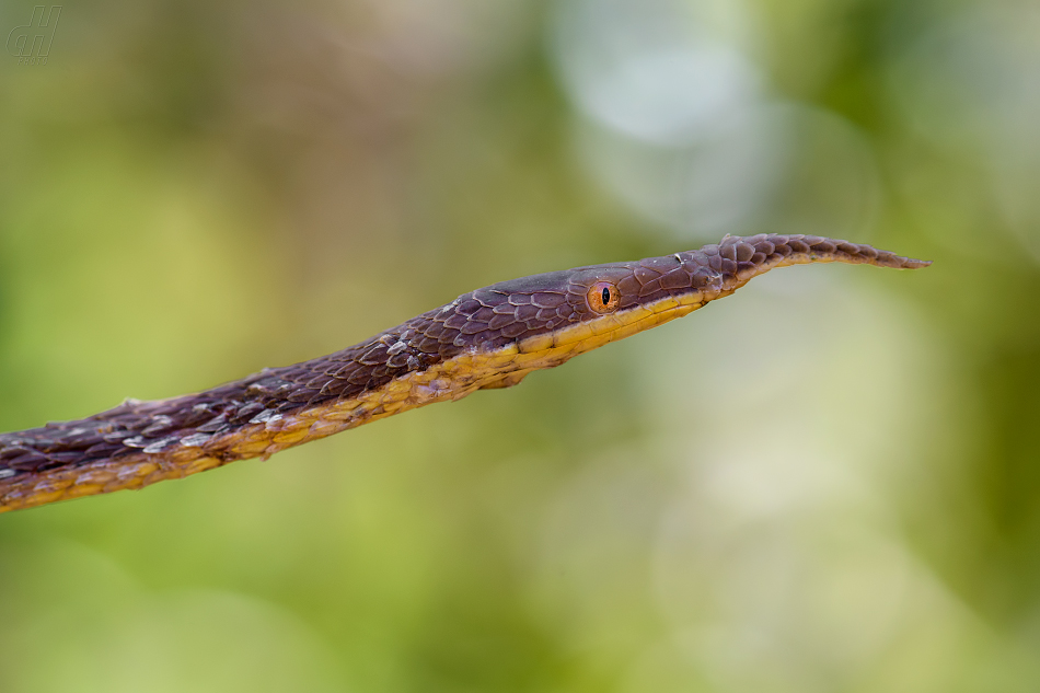 langaha listonosá - Langaha madagascariensis