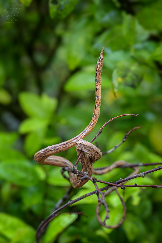 langaha listonosá - Langaha madagascariensis