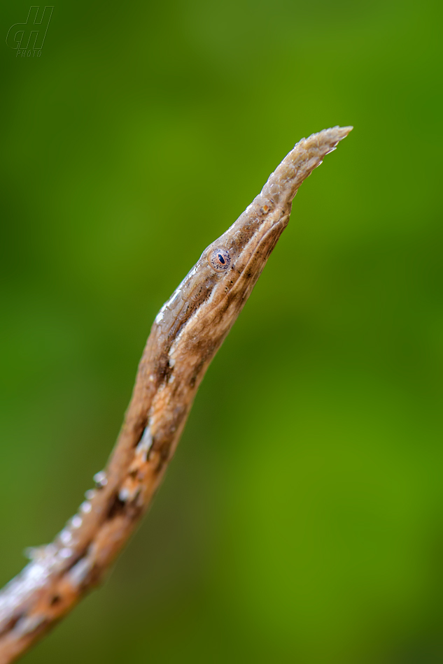 langaha listonosá - Langaha madagascariensis