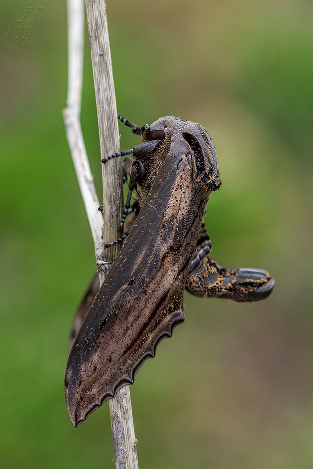 Langia zenzeroides