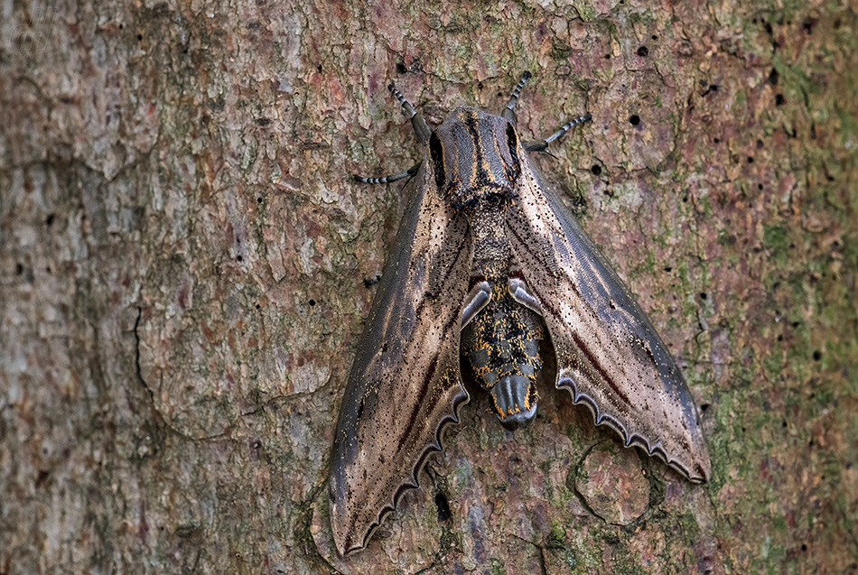 Langia zenzeroides