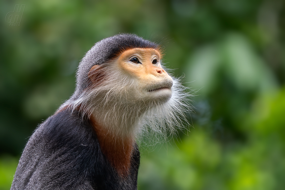 langur duk - Pygathrix nemaeus