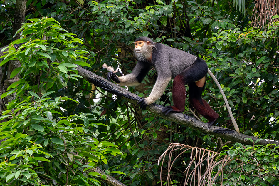 langur duk - Pygathrix nemaeus