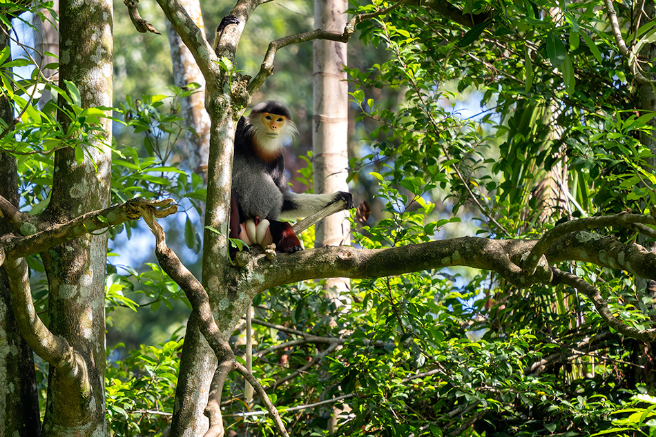 langur duk - Pygathrix nemaeus