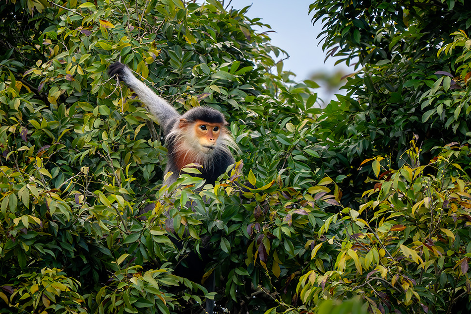 langur duk - Pygathrix nemaeus