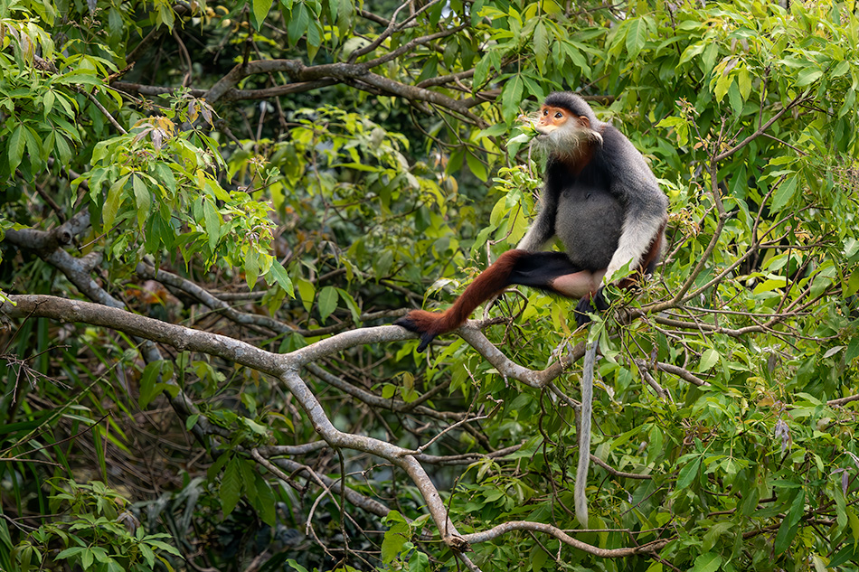 langur duk - Pygathrix nemaeus