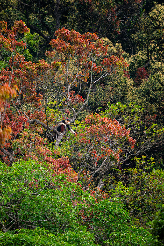 langur duk - Pygathrix nemaeus