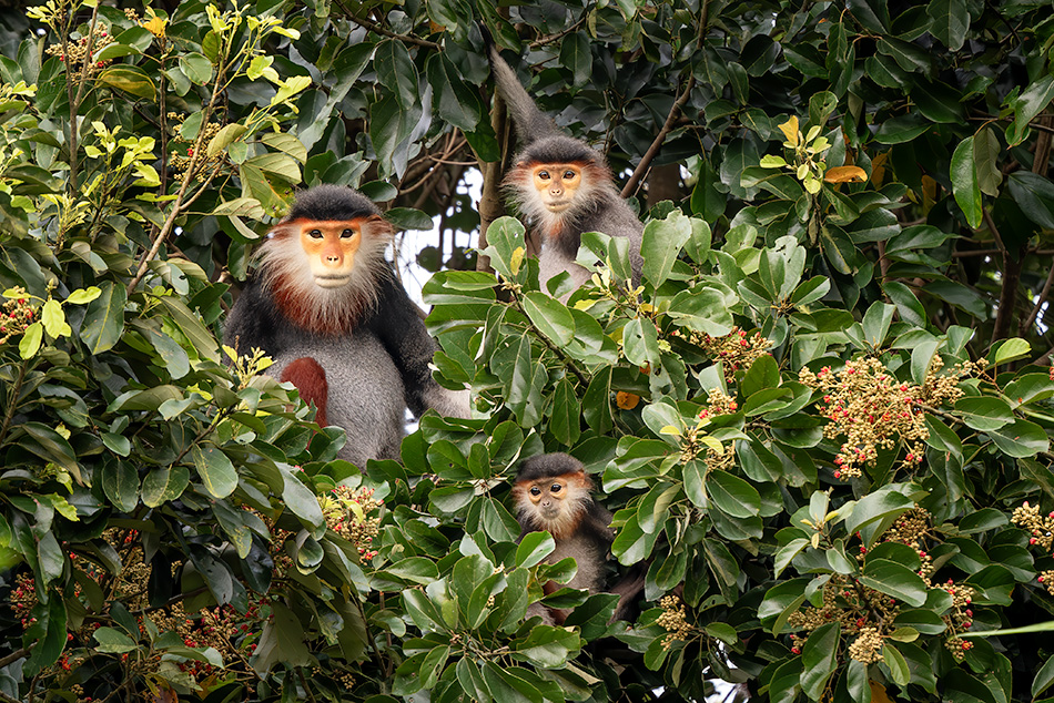 langur duk - Pygathrix nemaeus