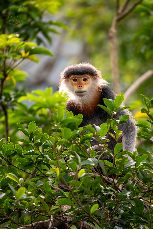 langur duk - Pygathrix nemaeus