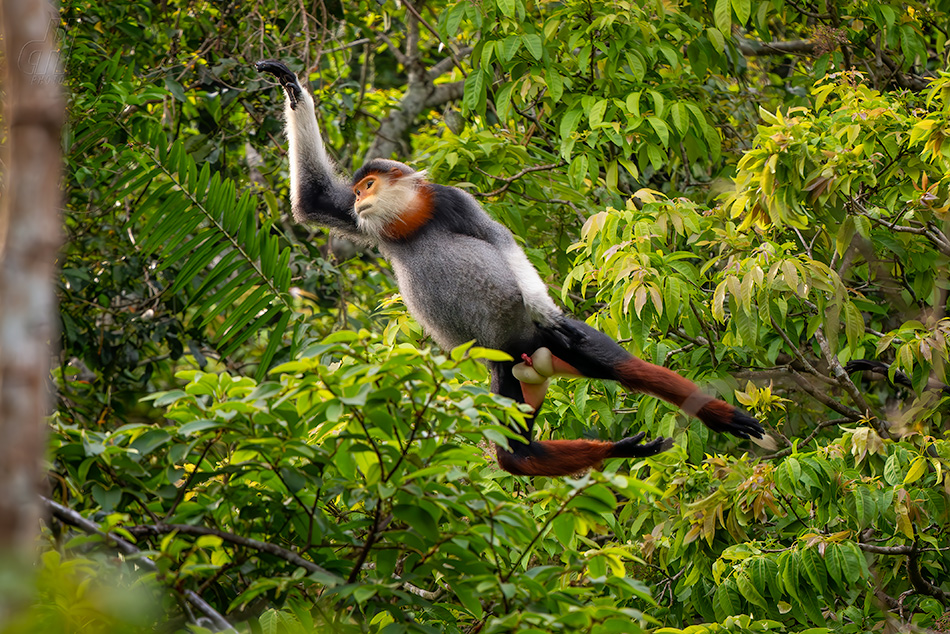 langur duk - Pygathrix nemaeus