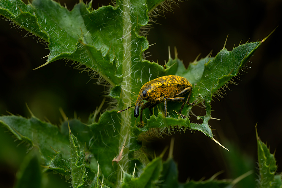 Larinus sturnus