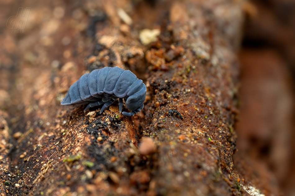 larvěnka obrovská - Tetrodontophora bielanensis