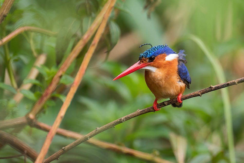 ledňáček modropláštíkový - Corythornis cristatus
