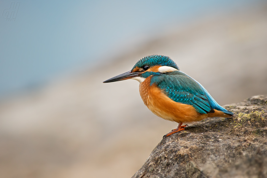 ledňáček říční - Alcedo atthis