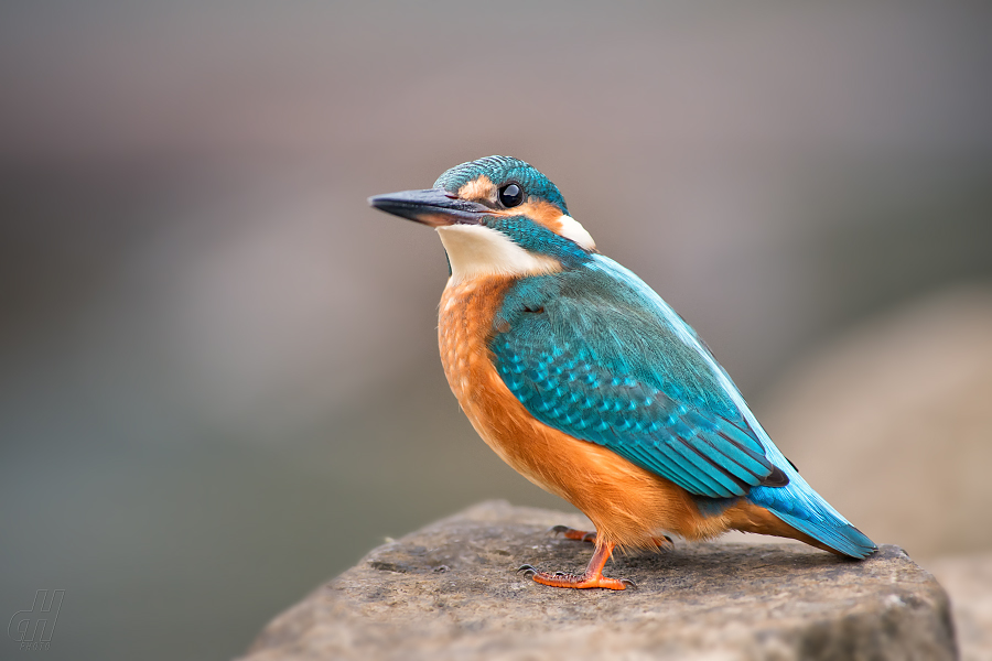 ledňáček říční - Alcedo atthis