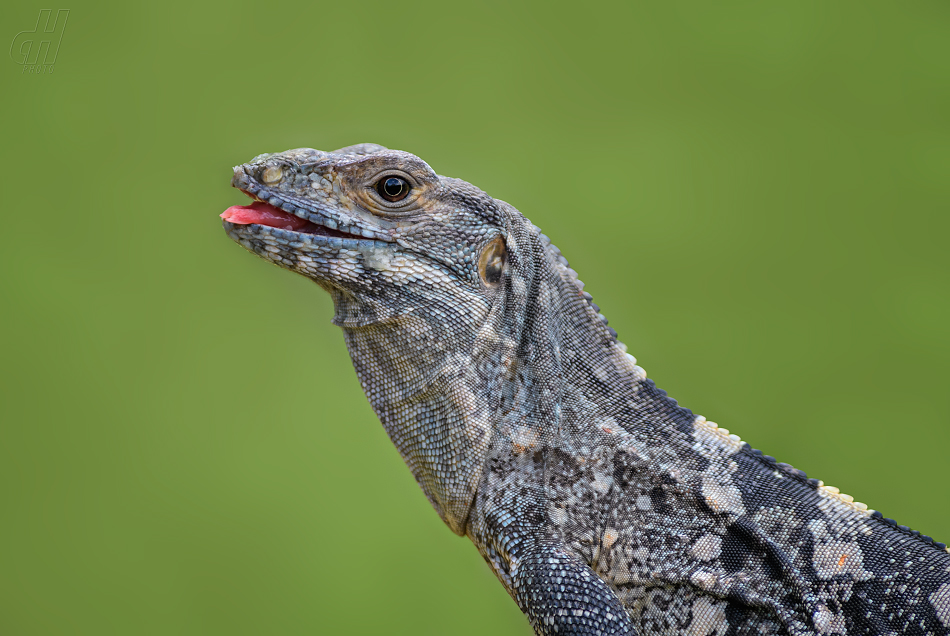 leguán černý - Ctenosaura similis