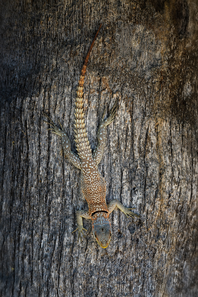 leguán madagaskarský - Oplurus cuvieri
