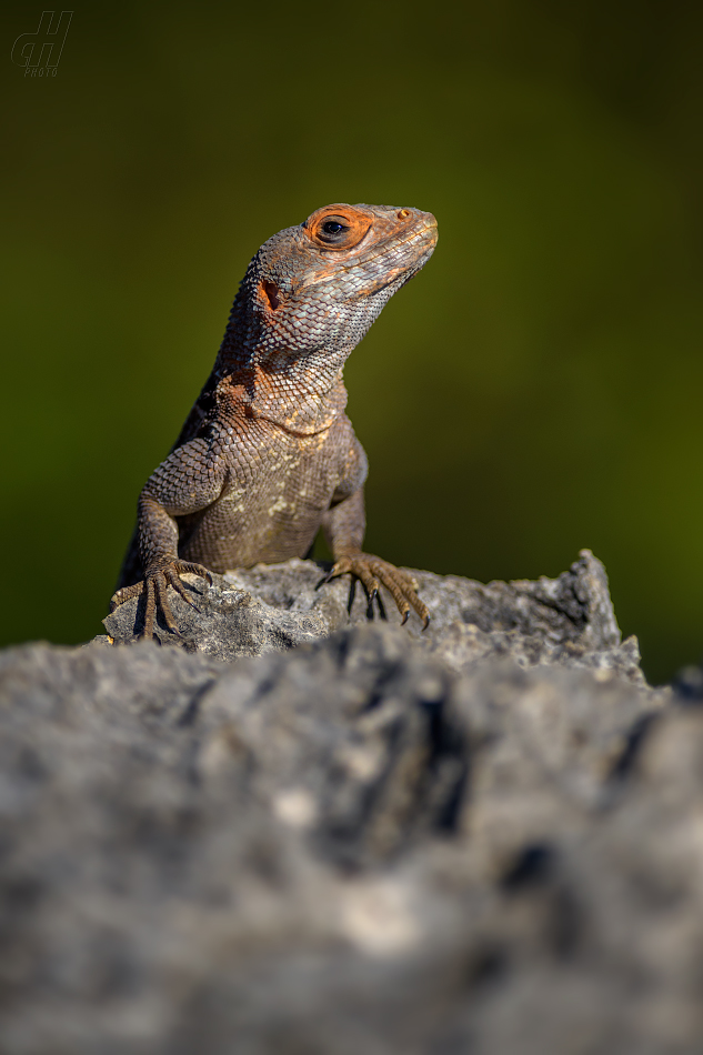 leguán madagaskarský - Oplurus cuvieri