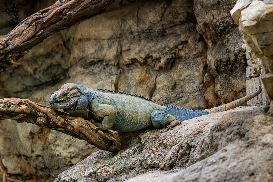 leguán nosorohý - Cyclura cornuta