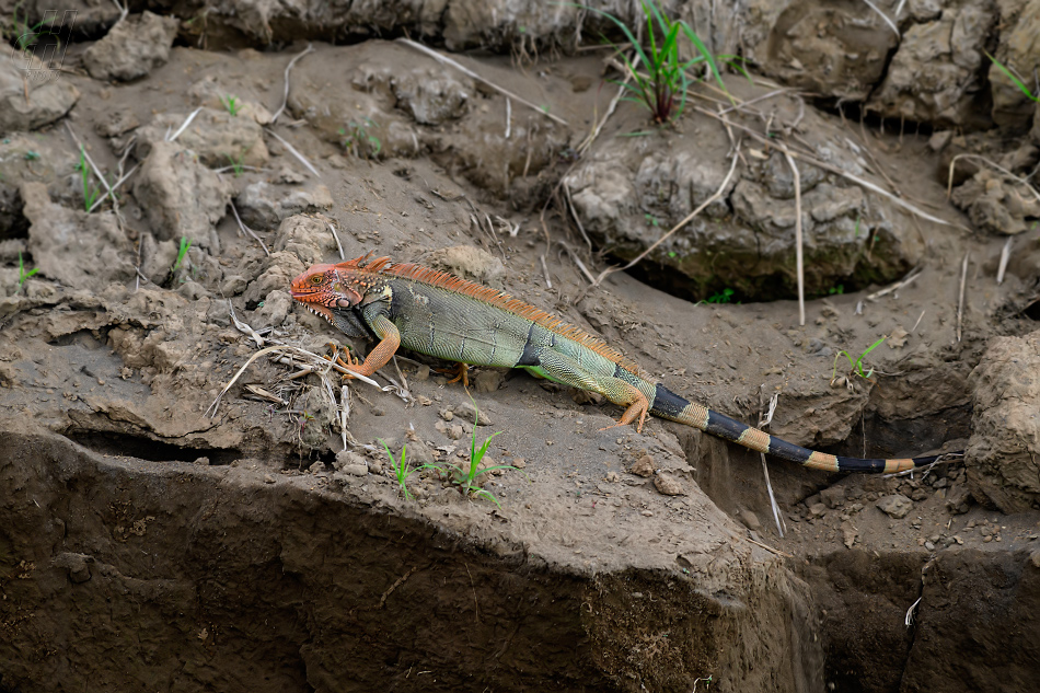 leguán zelený - Iguana iguana