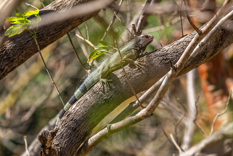 leguán zelený - Iguana iguana