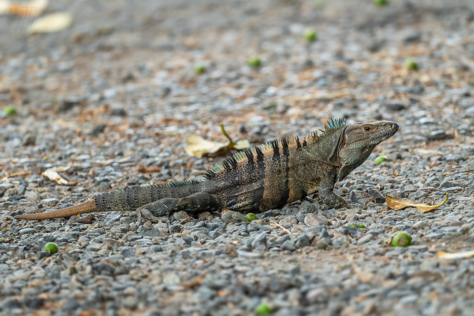 leguán zelený - Iguana iguana