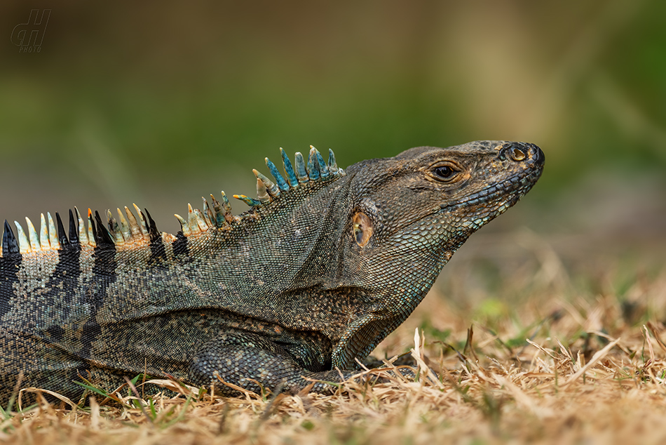leguán zelený - Iguana iguana