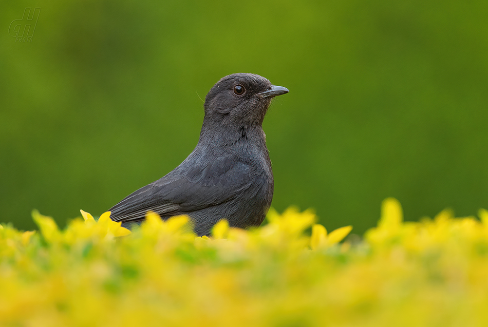 lejsek černý - Melaenornis edolioides